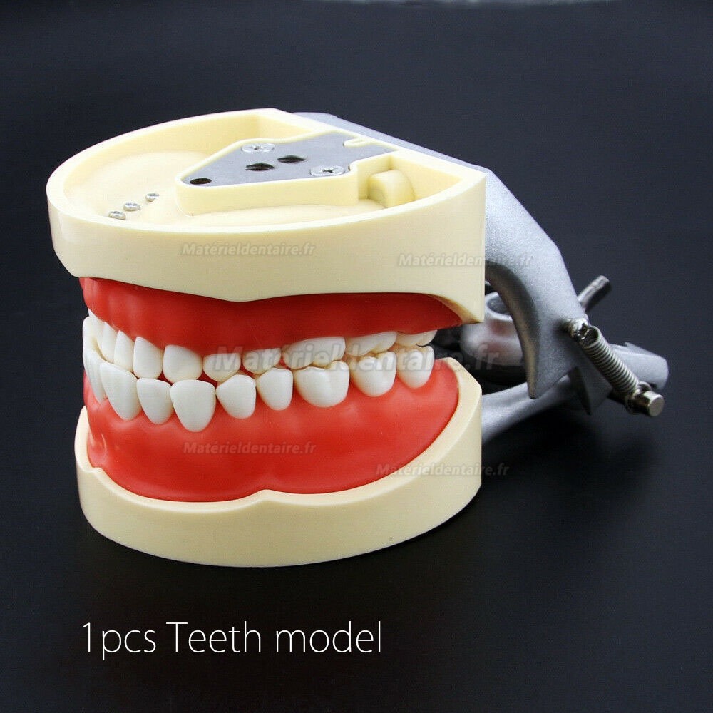 Modèle dentaire de grain de dent de simulation de résine pour l'enseignement de préparation d'examen de dentiste